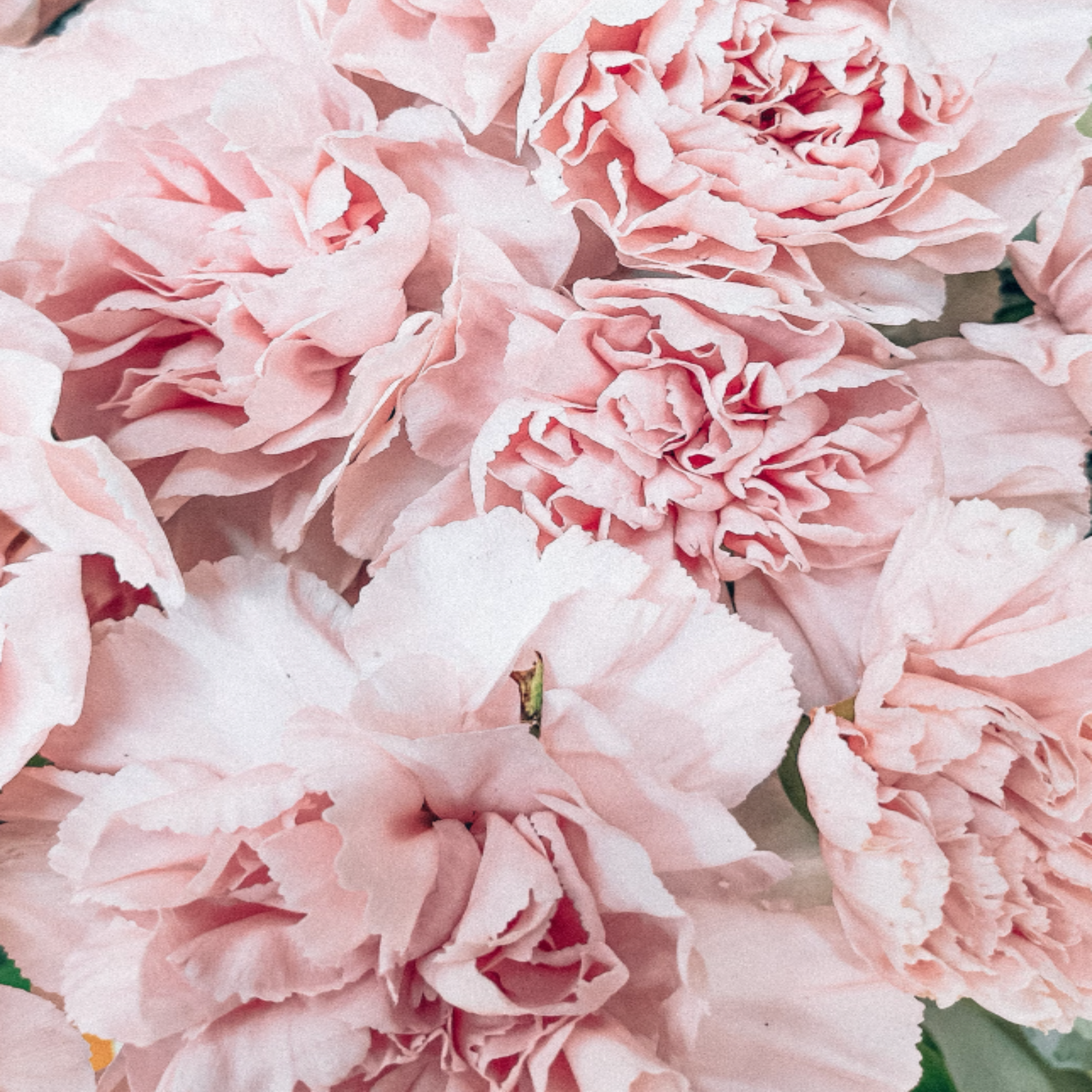 Floristique (Roll-on)