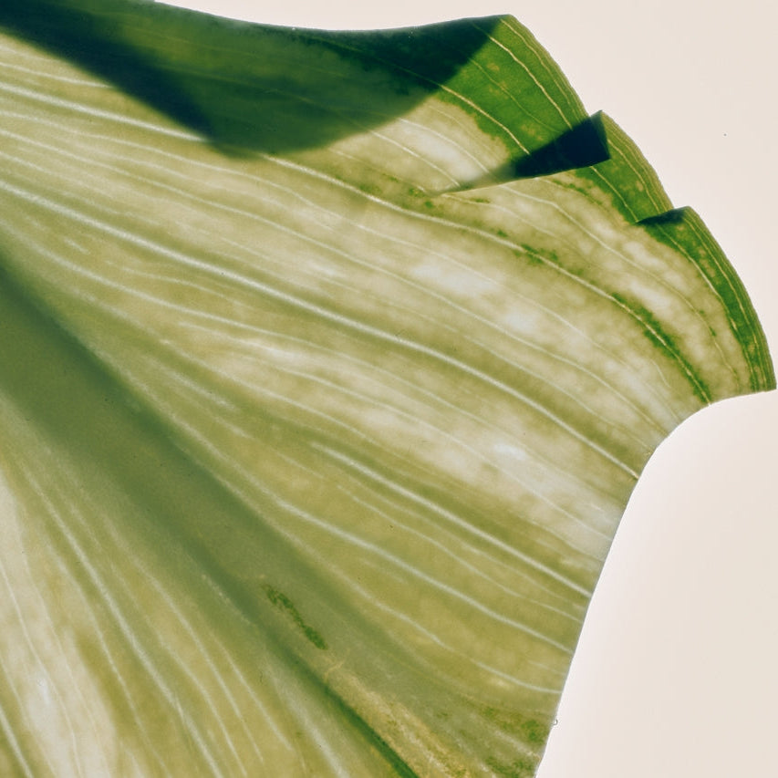 Collection Équilibre - Discovery Set (5 x 2 ml)