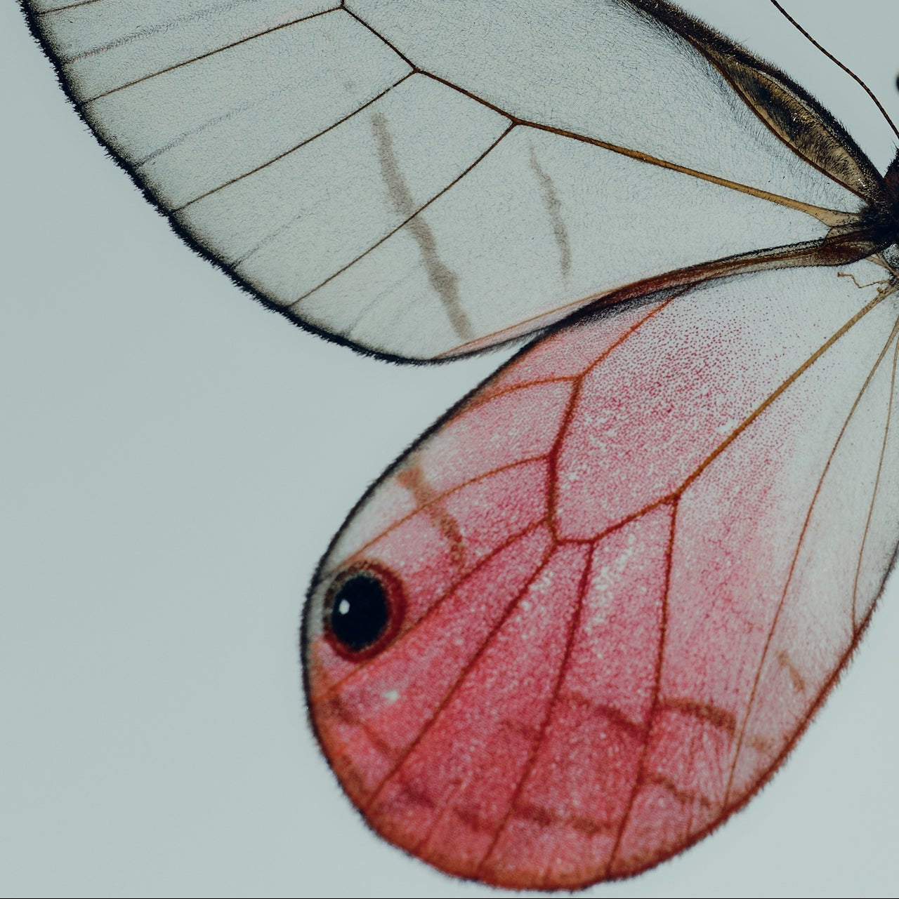 Collection Épure - Discovery Set (5 x 2 ml)