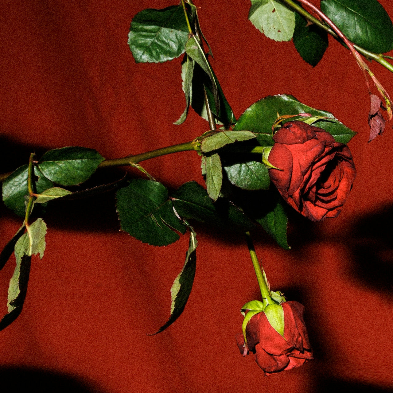 Rose Solaire