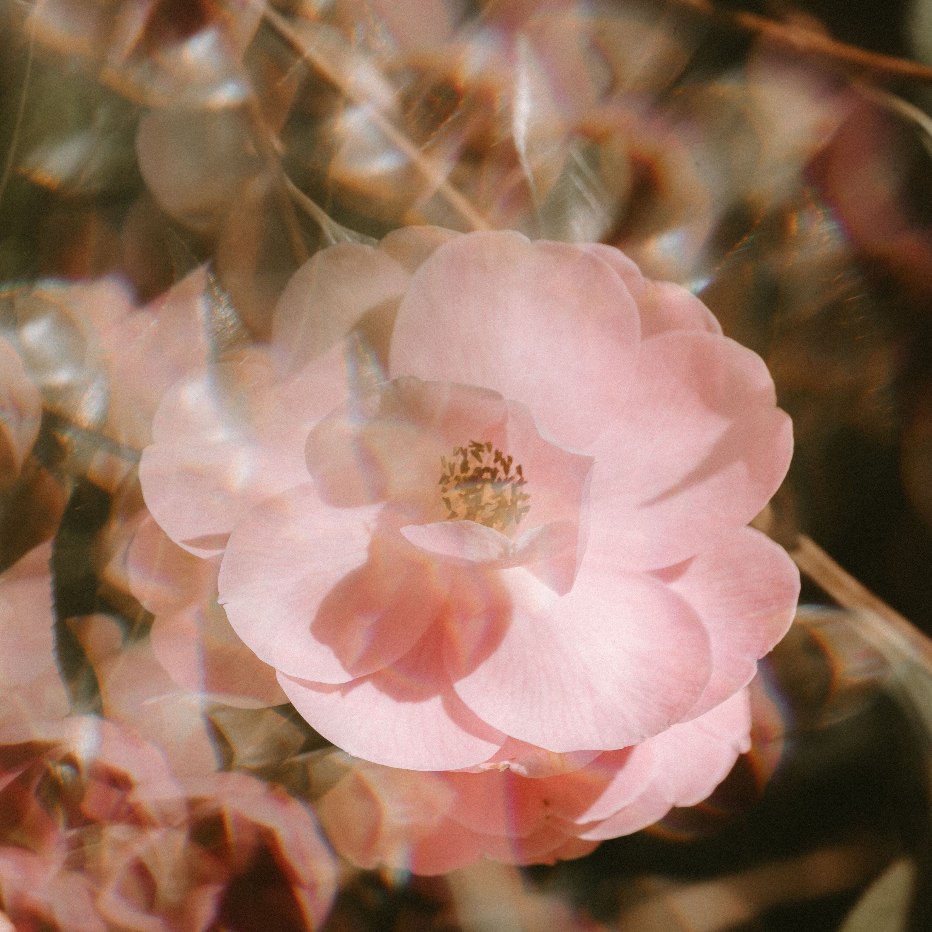 Danse Florale