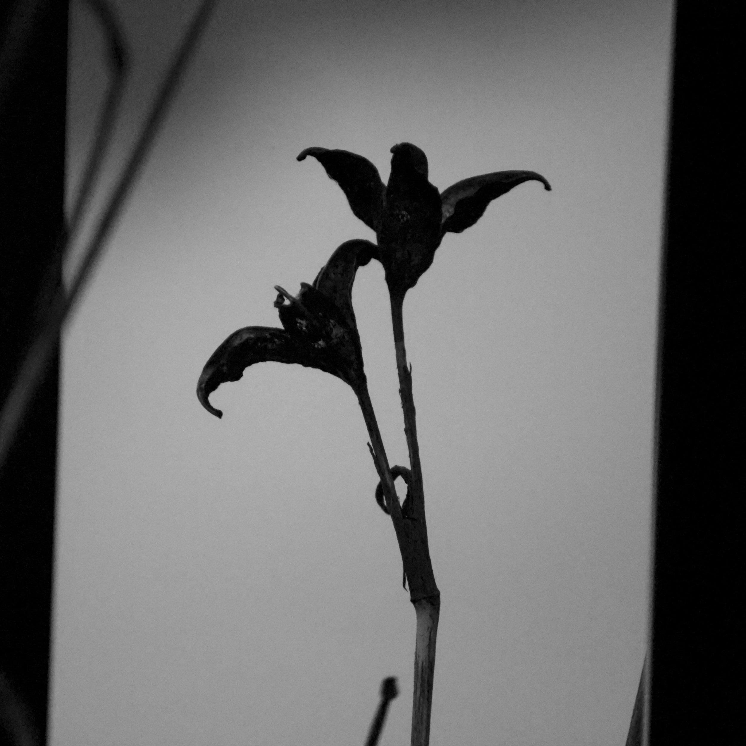 Orchidée Insolente